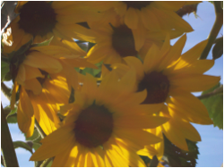 Annual Plant Sale